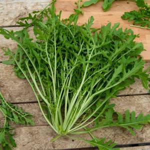 Roquette cultivée